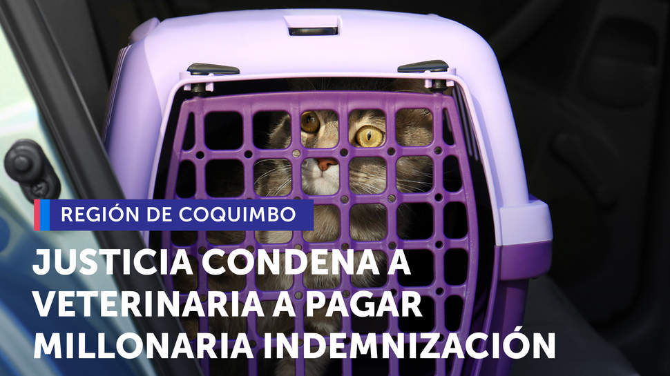 Coquimbo: Justicia condena a veterinaria