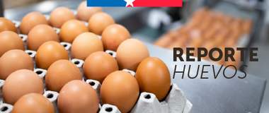 Reporte huevos