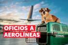SERNAC oficia a principales aerolíneas tras cambios en sus condiciones para viajar con animales